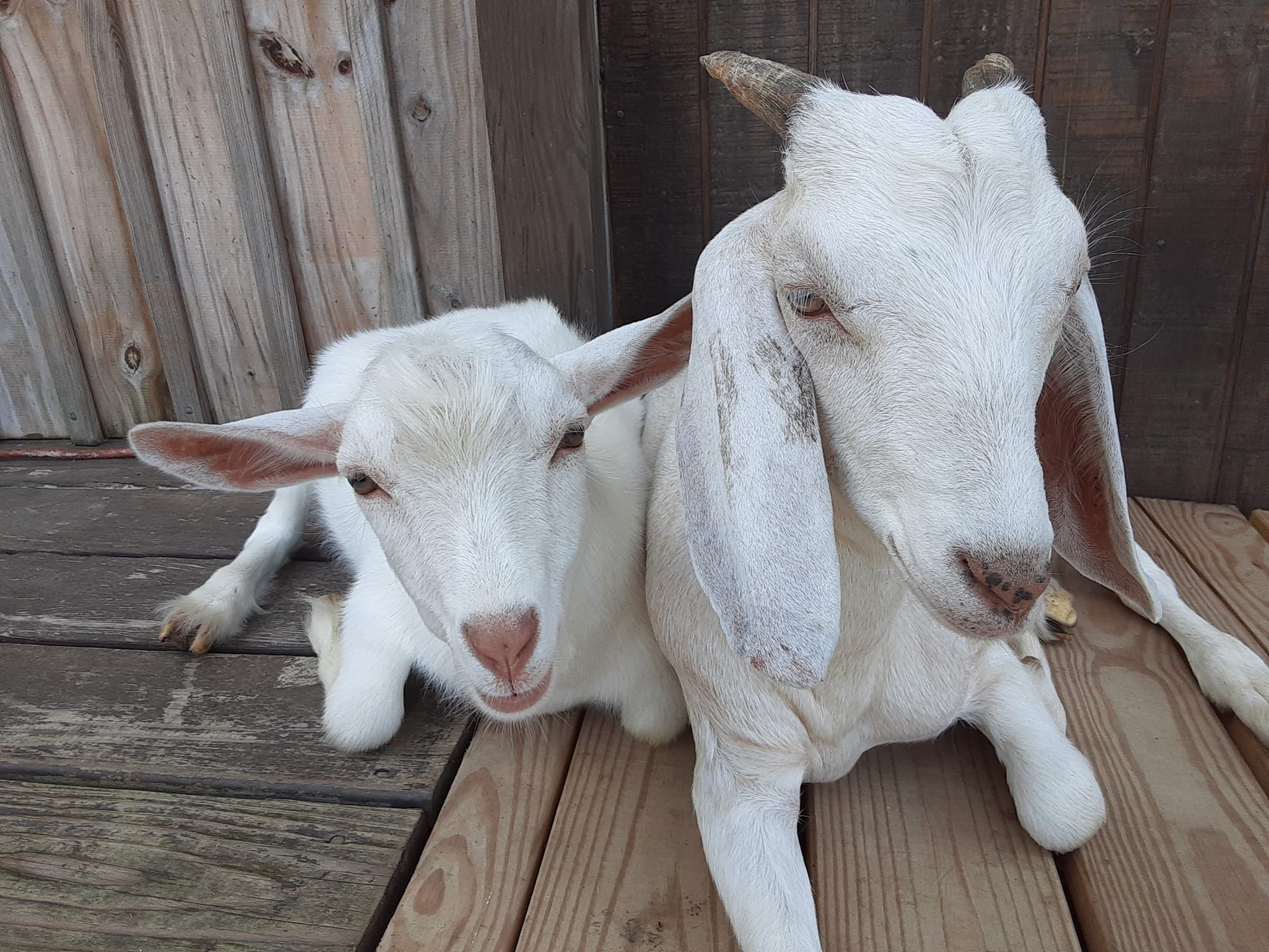 Standard and Miniature Nubian Goats – Hidden Pasture Farm